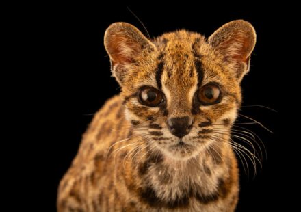 El Tilcayo entra a la Photo Ark de National Geographic y suma su imagen al gran archivo mundial de la fauna