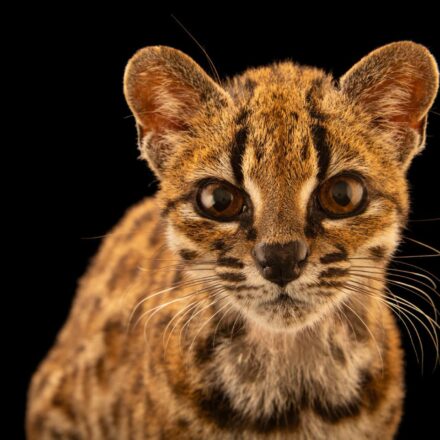 El Tilcayo entra a la Photo Ark de National Geographic y suma su imagen al gran archivo mundial de la fauna