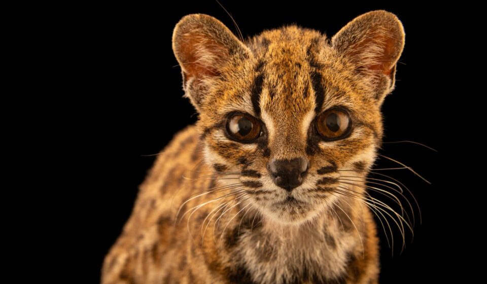 El Tilcayo entra a la Photo Ark de National Geographic y suma su imagen al gran archivo mundial de la fauna